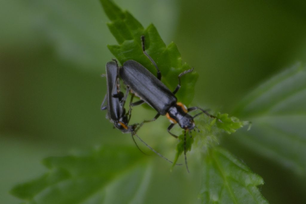 Cantharis obscura ?